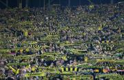 BVB-Fans, BVB-Fans